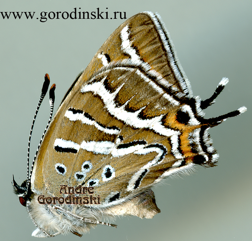http://www.gorodinski.ru/lycaenidae/Lycaena ouang.jpg